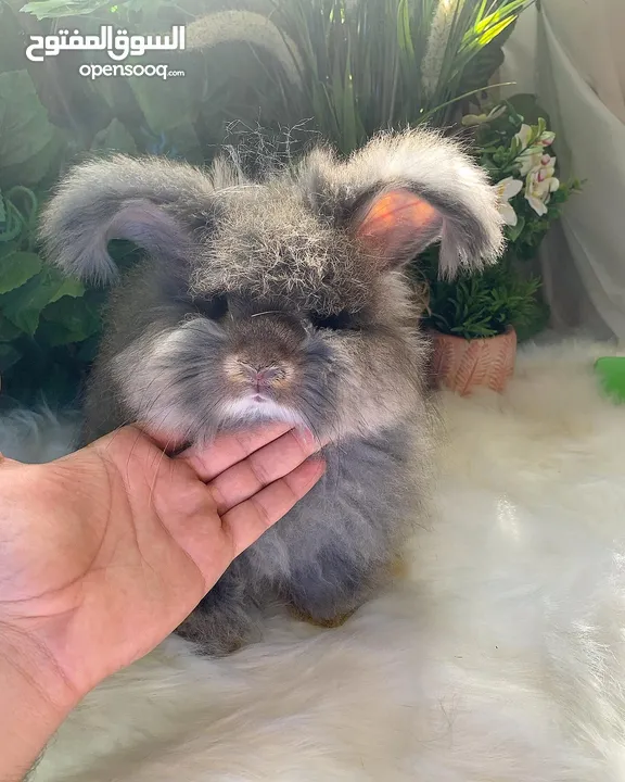 أرنب انقلش انقورا والقزم وهولاند لوب و هوتوت - English Angora ,Dwarf,Holland lop & Hotot