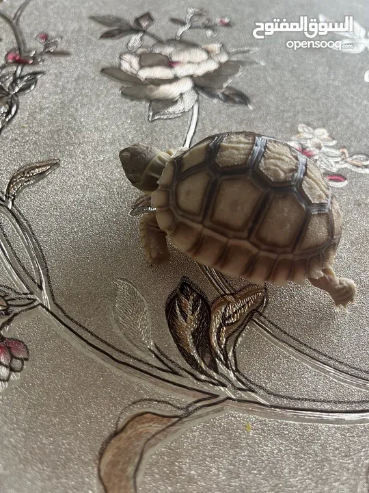 Baby Sulcata Tortoise