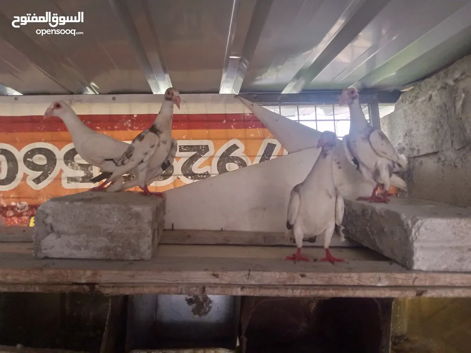 بغادنه ثلاث جواز