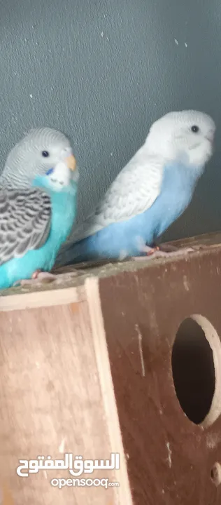 طيور حب نوعيه ممتازه