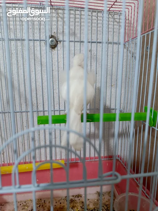 budgies and canary and cocktail for sale