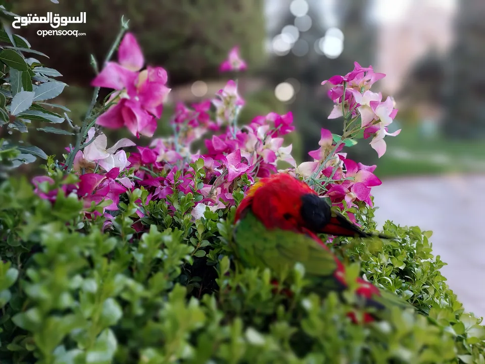 ببغاء لوري أحمر صدر أصفر يحب اللعب بكثره، يحب التواصل، أليف، يمل بسرعة، يحب أن يقف على كتف الشخص