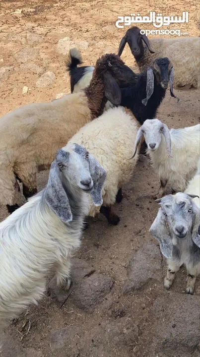 أغنام و ماعز واضاحي و عقق