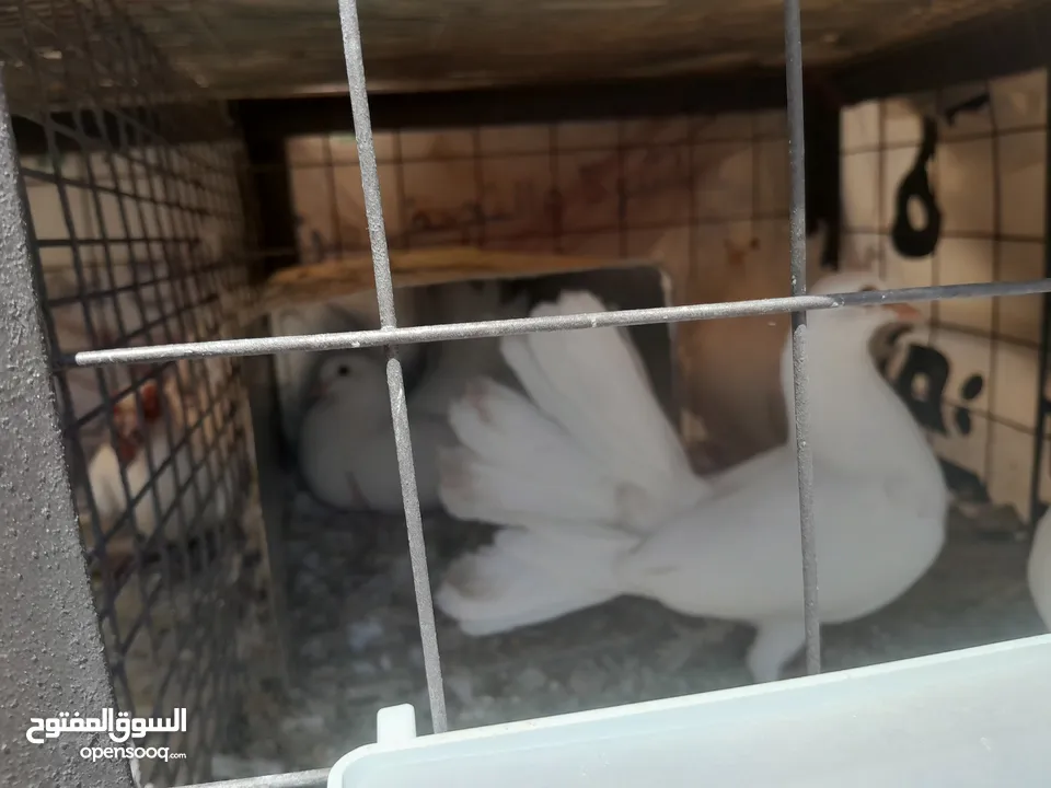 حمام جواز للبيع او البدل على دجاج