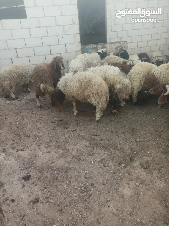 أضاحي الوزن الكيلو 5.50
