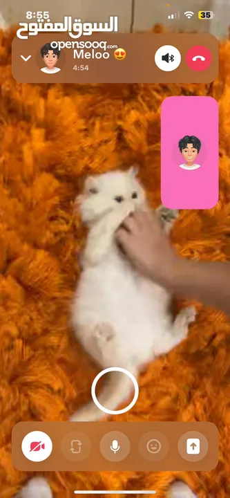 شيرازي ثلاث شهور