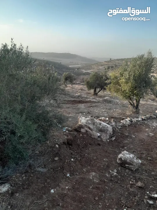 ارضـ مزروعـة زيـتـونـ للـبـيـعـ فيـ صـوريـفـ