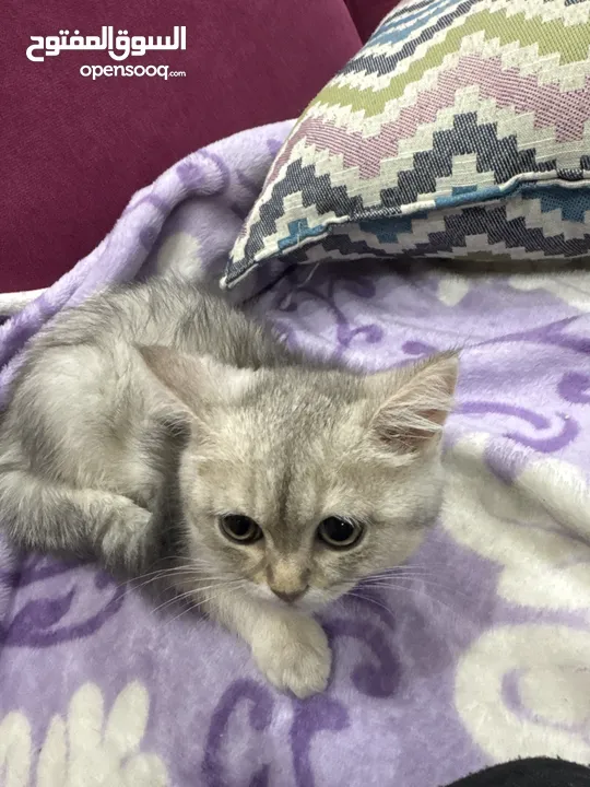 سكوتش ستريت