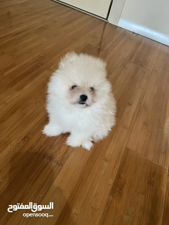 Pomeranian Male