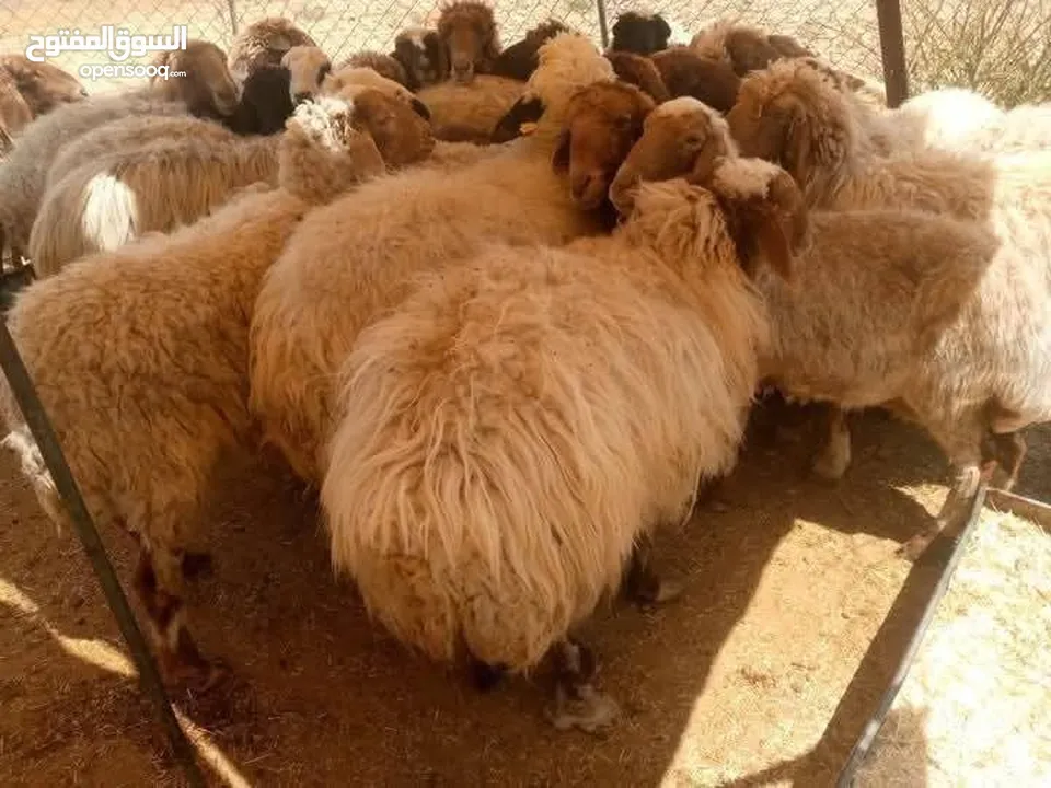 اضاحي العيد