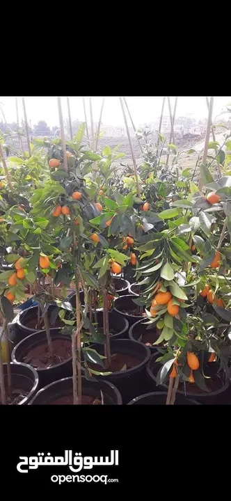 جميع انواع الاشجار  وفريق لصيانة وتنسيق جميع الحدائق والأشجار