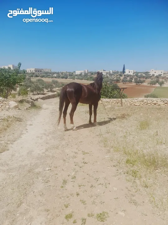 .حصان نخب اول قرائة الوصف