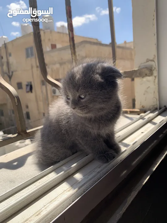 سكوتش فولد