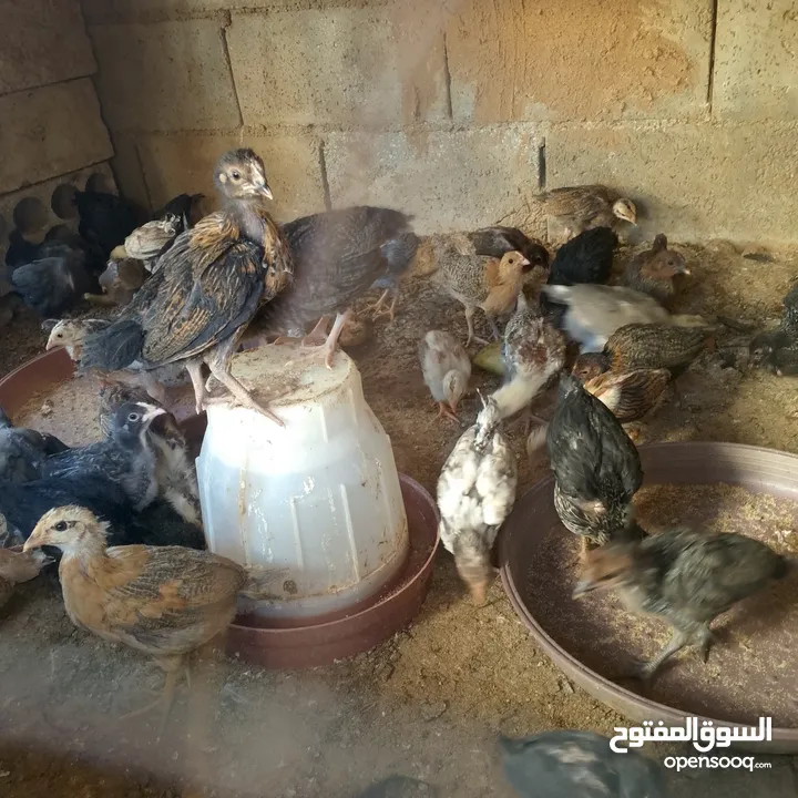 فرخات بلدي