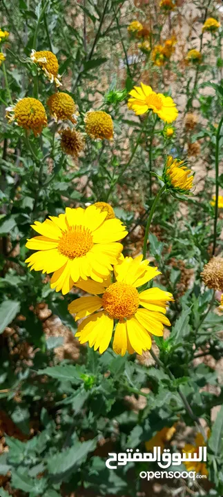 ورد أصفر 2025