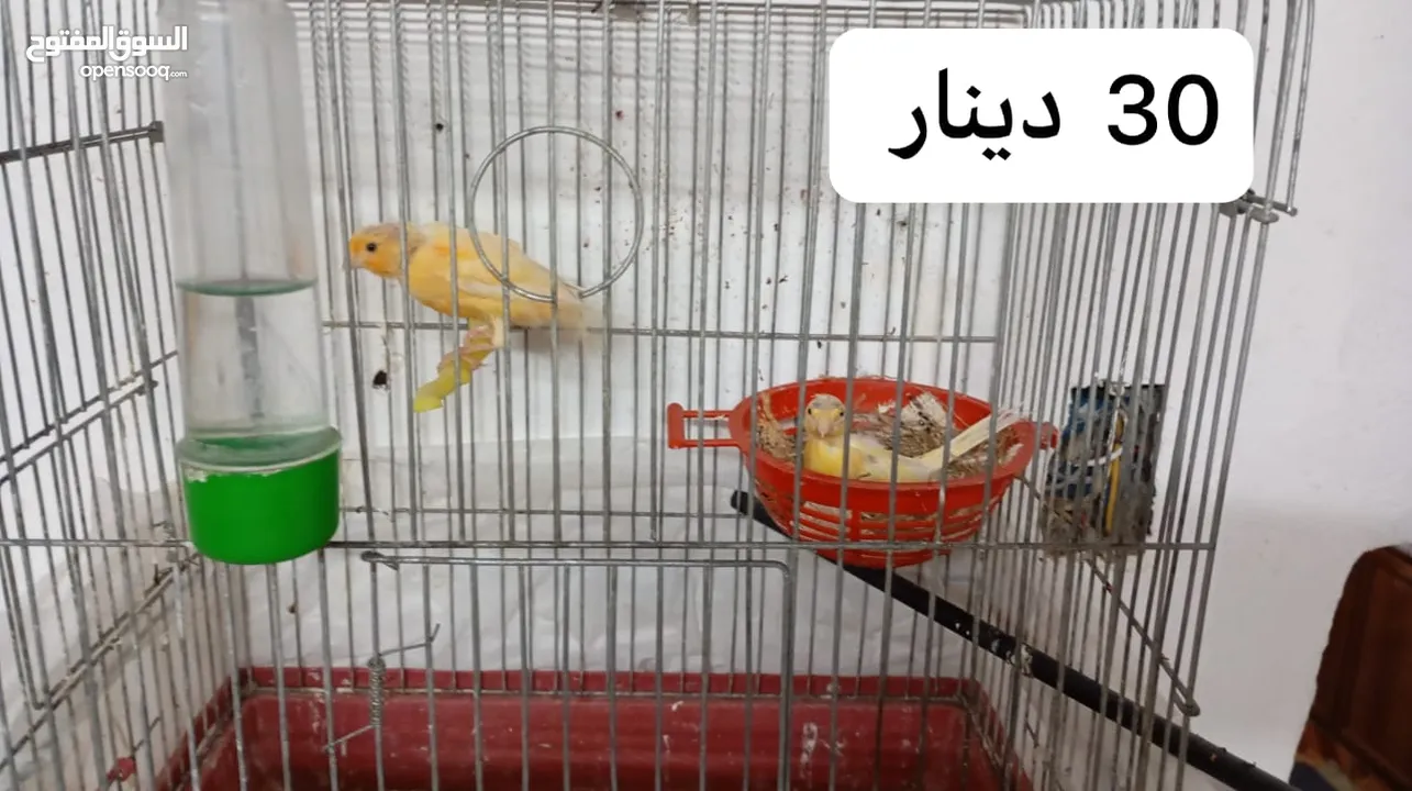 3 جواز كنار جميعهم  تحتهم بيض الجوز ب30د + فراخ كناري عمر شهرين ونصف وأكثر الفرح ب5د موجود في مادبا