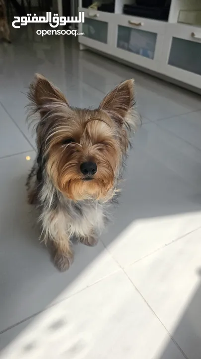 Yorkie Terrier