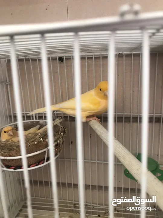Breeding pairs of canary  in Alain