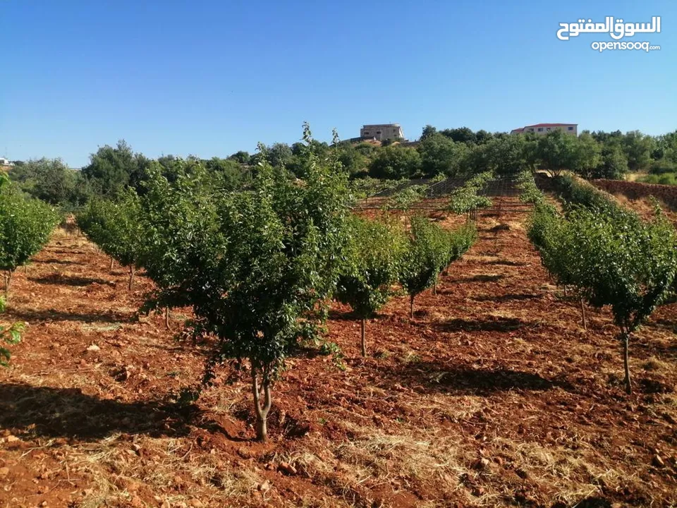 مزرعه مع بيت راقيه راس منيف موقع مميز مطله و بسعر مغري جدا