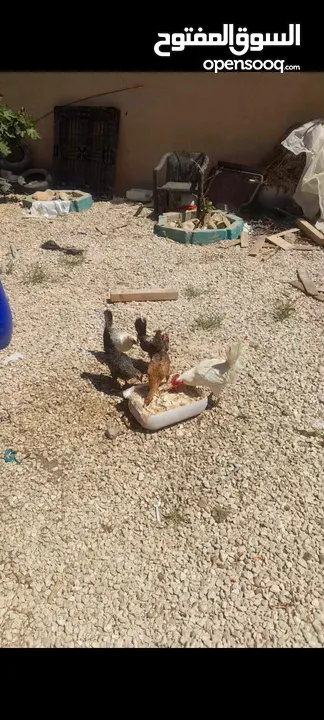 دجاج للبيع الصلاة على النبي بياض صحة ونضافه مع ديوك ماخد جميع المطاعيم