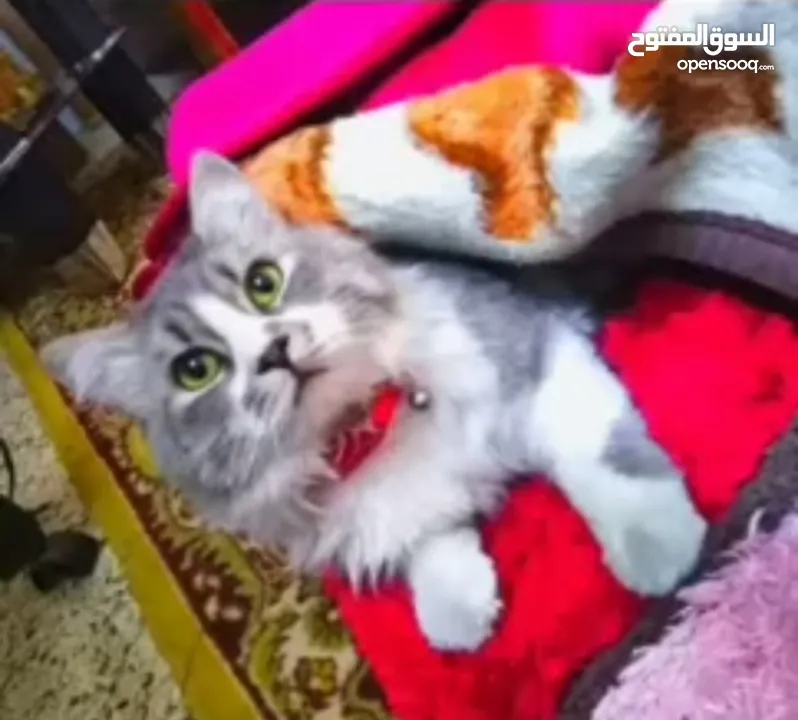 مطلوب قطة للتزواج بسرعة