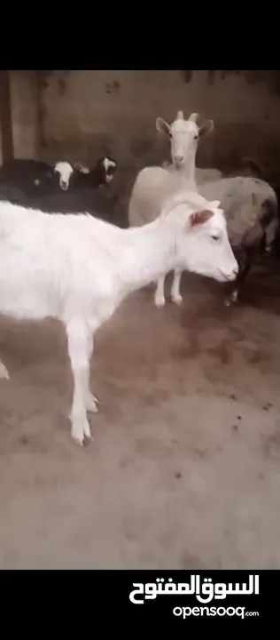 ماعز سانين اصلي