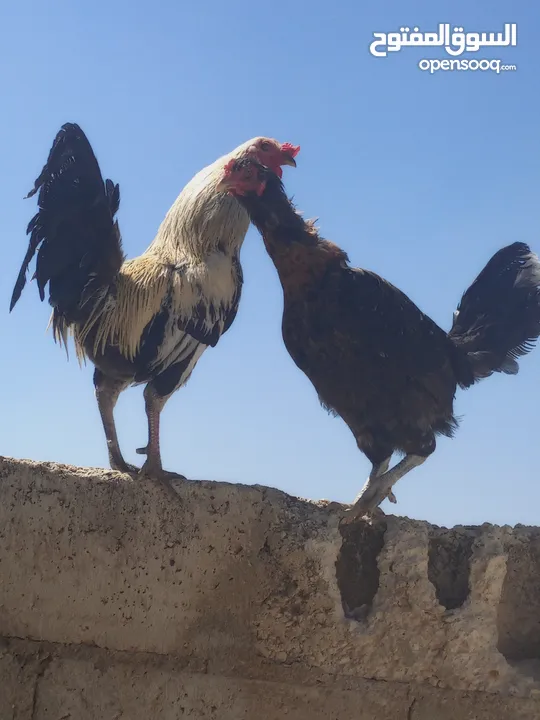 ديك ودجاجه للبيع الشراء يرن