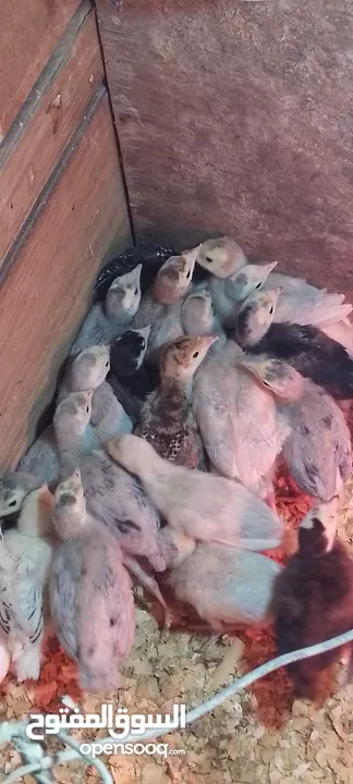 يووجد صيصان براهما بف جامبو  صيصان باكستاني من اهالي فخمات  صيصان حبش