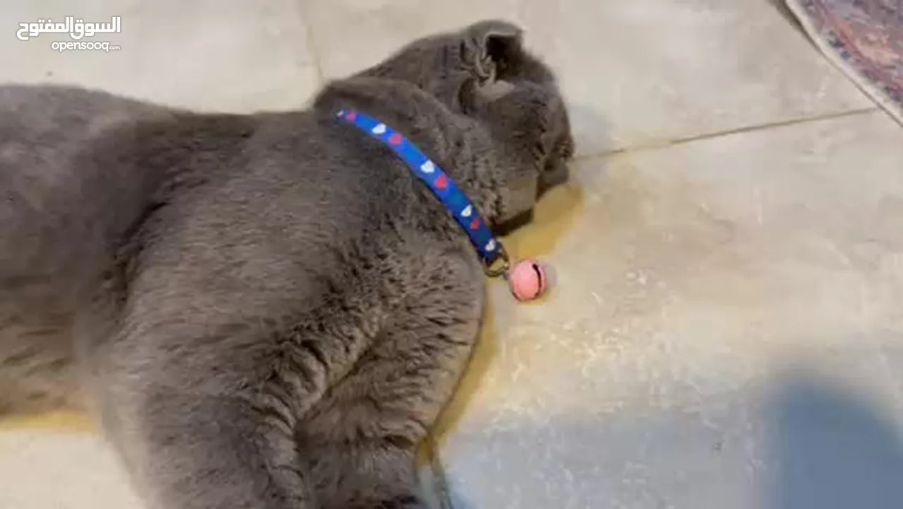 قط Scottish Fold للبيع بسعر مميز