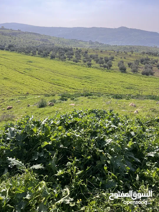 ارض للبيع جرش عنيبه منطقة شاليهات مساحة الارض 3500متر بقوشان مستقل اطلاله مميزه جدا جدا