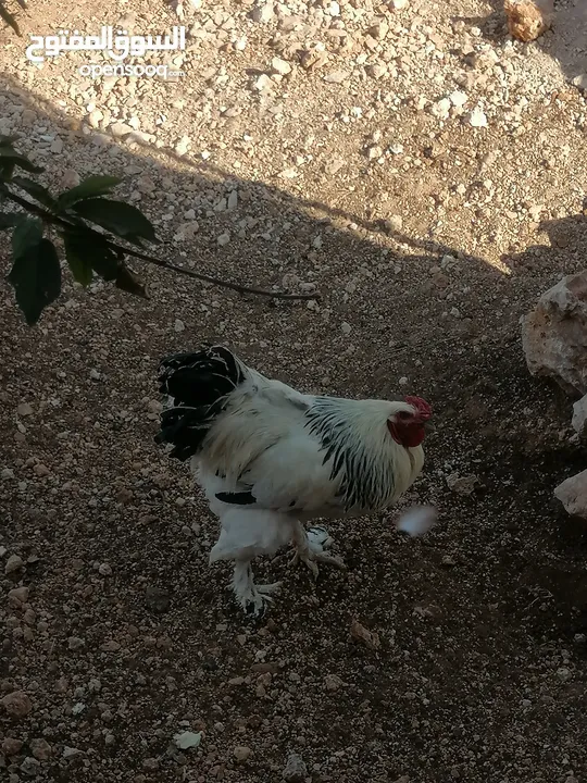 ديكين براهمي