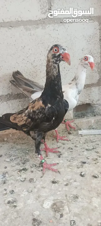 مخاليف سلافر