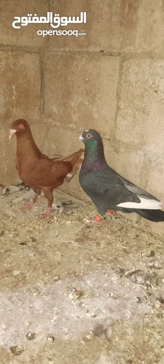 الحمام البيع في السلط