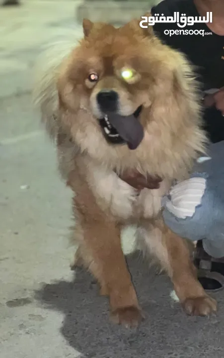 اتشاو تشاو