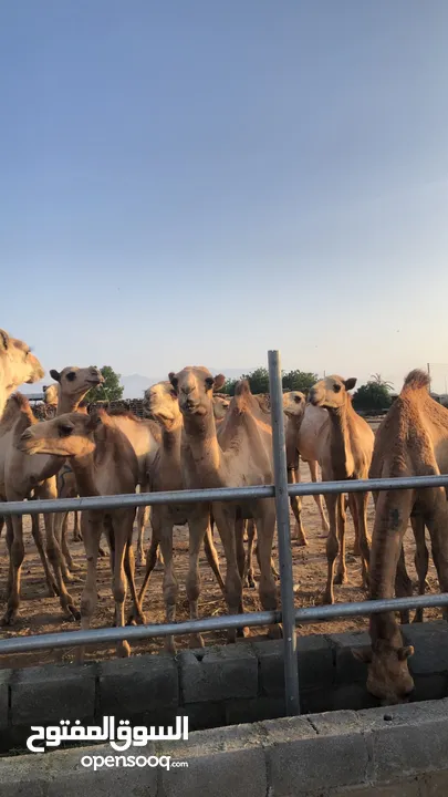 مزرعه قرن الكبش فرع بركاء وصول دفعه جديده من قعدان مراعي الجنوب