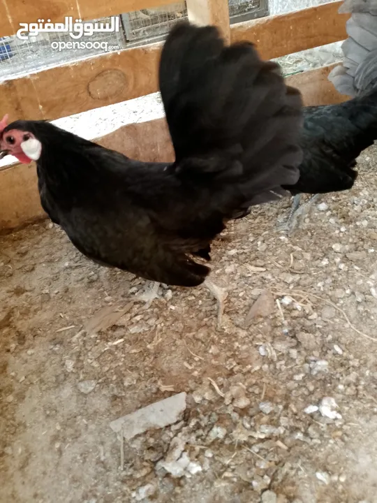 مطير عصافير للبيع