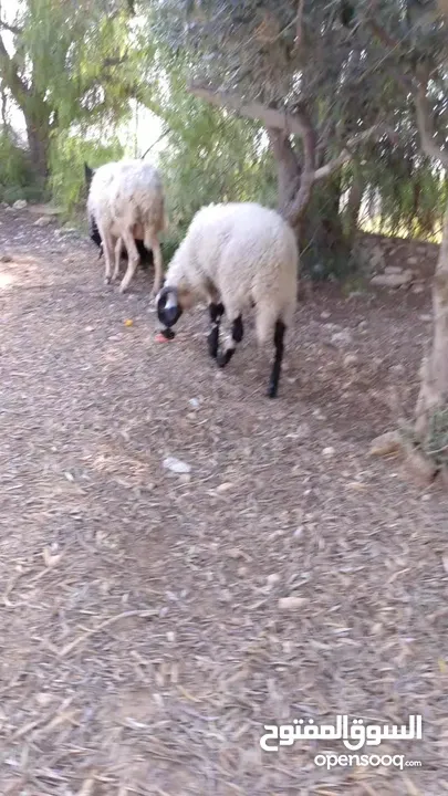 نعجه قبرصيه