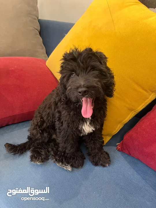 2 Female cockapoo puppies. ( poodle and cocker spaniel mix )