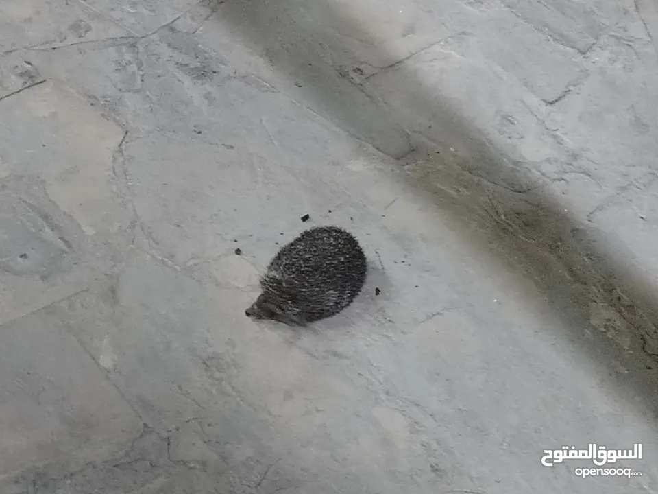 قنفذ للبيع صحه ونضافه