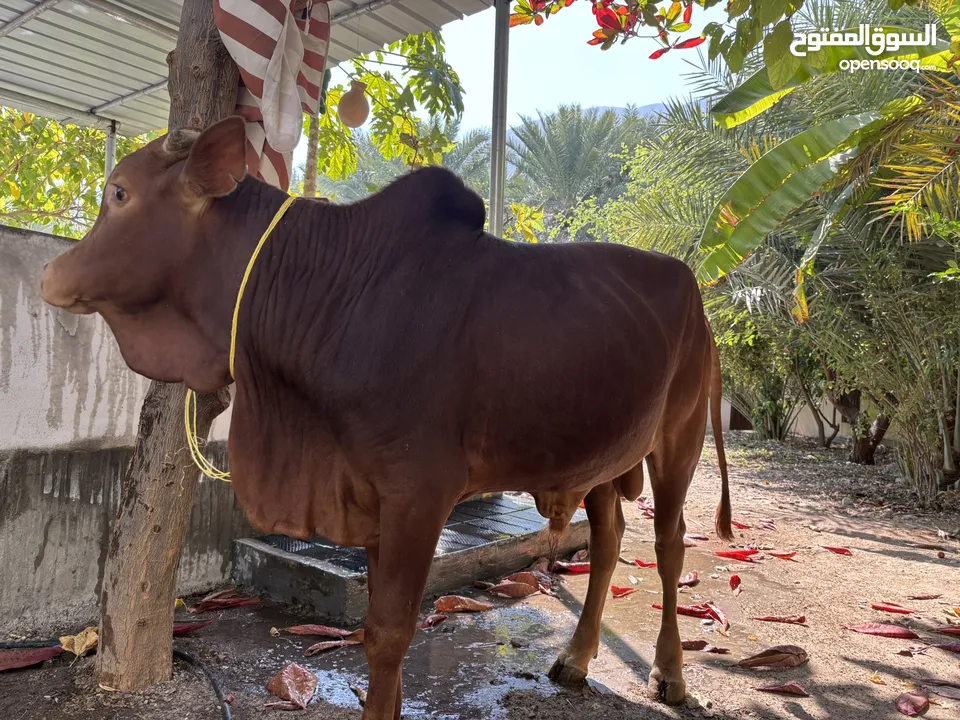 ثور للبيع مطعوم مناسب للعيد ما شاء الله