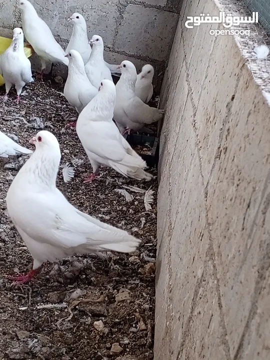 حمام فرنسي لاحم سوبر جامبو بيور  السلالة الفرنسية الاصلية