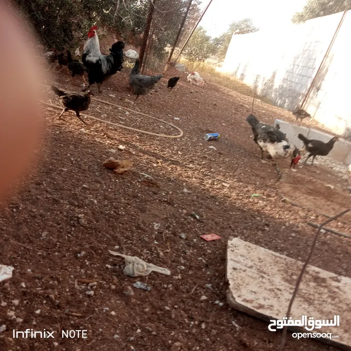 موجود انثى بط مصري ديك دجاج بلدي