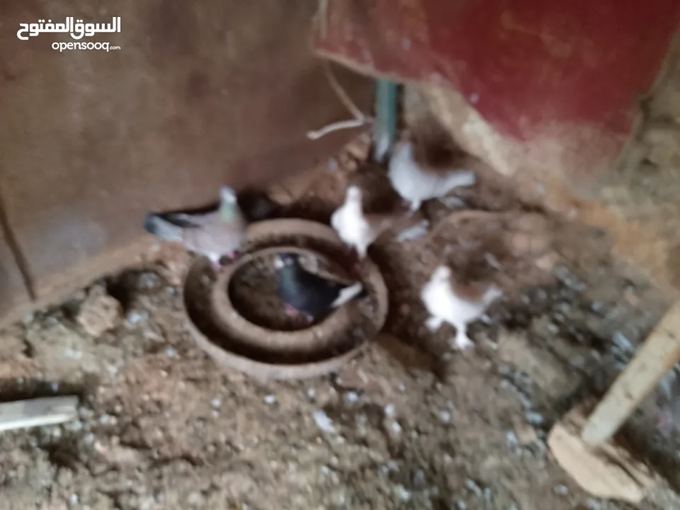 حمام للبيع في الزرقاء العالوك بجانب بقالة الصقر التواصل عبر الواتس اب