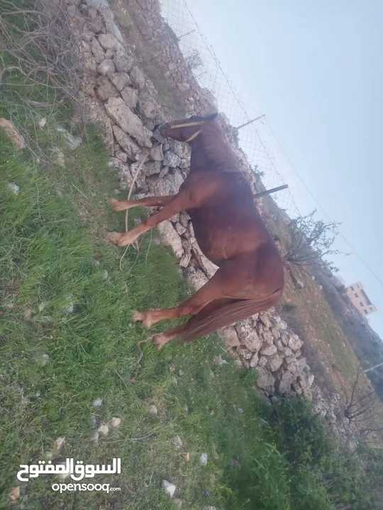 حصان للبيع