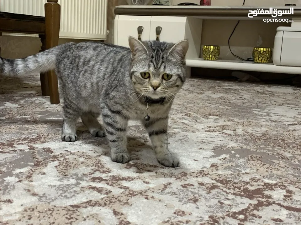 قطة أنثى (بريتش شورت هير ) زنخة وبتضل تلعب ما شاء الله مطعمة ومعها دفتر تبع العيادة عمرها اقل من سنة