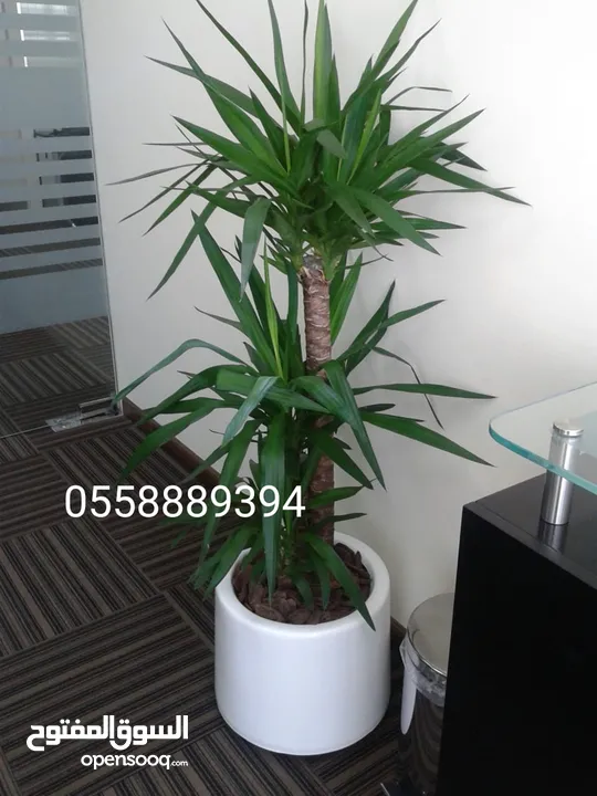 OFFICE , HOTELS INDOOR PLANTS AND POT'S