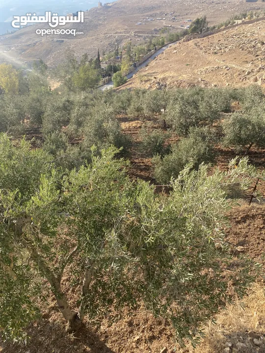 مزرعة للبيع