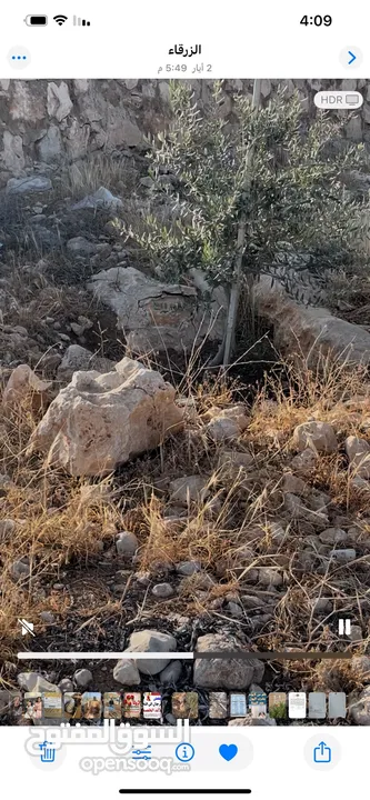 ارض زراعية للبيع في صروت - الزرقاء