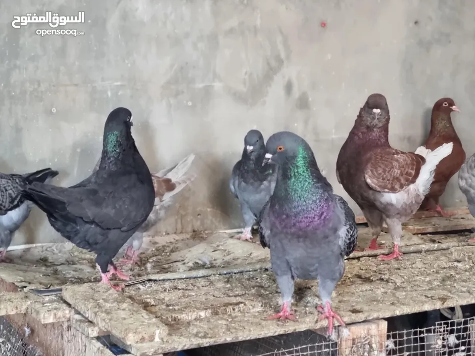 حمام كنج وحمام مصري للبيع