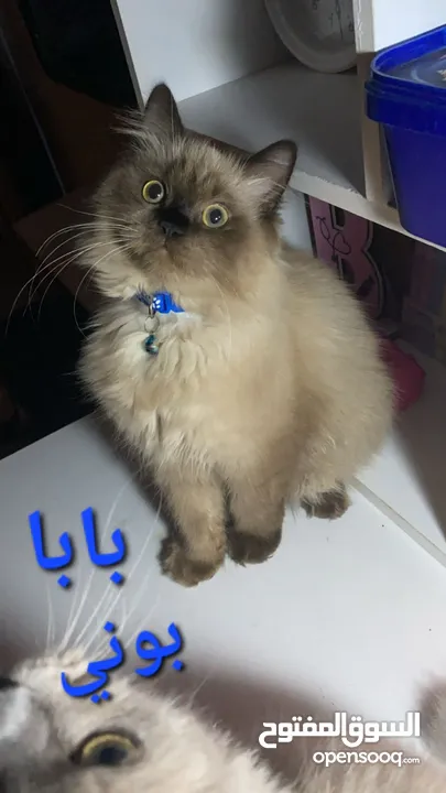 قطة أنثى (كتنز )نوع هملايا للبيع